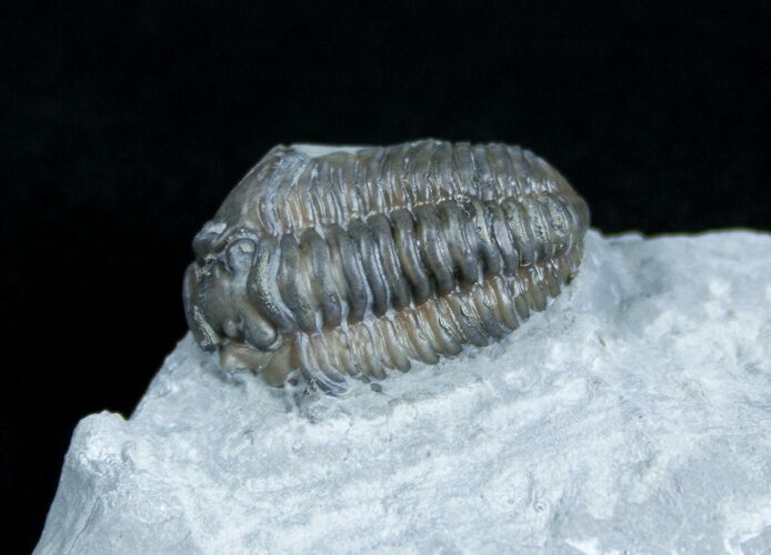 Bargain Flexicalymene Trilobite - D #3886